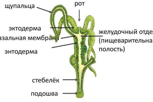 Кракен зеркало орион